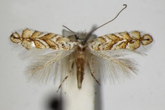 Triberta cistifoliella