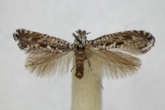 Parornix anguliferella