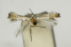 Phyllocnistis citrella