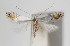 Phyllocnistis valentinensis