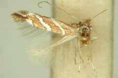 Phyllonorycter grewiaecola