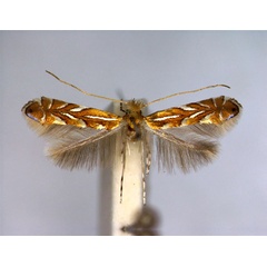 /filer/webapps/moths_gc/media/images/K/klimeschiella_Phyllonorycter_A_EIHU.jpg