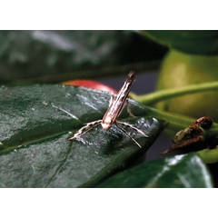 /filer/webapps/moths_gc/media/images/S/spermotrophus_Cuphodes_A_Triberti-etal_2026_130.jpg