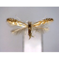 /filer/webapps/moths_gc/media/images/S/salictella_Phyllonorycter_A_EIHU.jpg