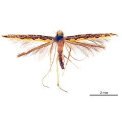 /filer/webapps/moths_gc/media/images/P/pyrochroma_Cuphodes_A_ANIC.jpg
