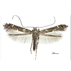 /filer/webapps/moths_gc/media/images/T/triadicae_Caloptilia_HT_Davis etal_2013_285.jpg