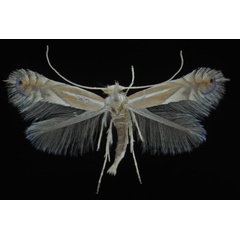 /filer/webapps/moths_gc/media/images/S/splendidus_Phyllonorycter_PT_Deschka.jpg