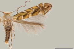 Macrosaccus gliricidius