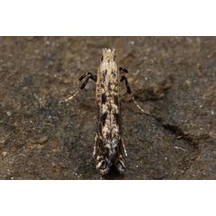 /filer/webapps/moths_gc/media/images/S/scoticella_Parornix_Belgium.jpg