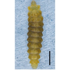 /filer/webapps/moths_gc/media/images/S/serena_Cameraria_larva2_Sawada-etal_2025_5L.jpg