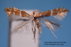 Phyllonorycter japonica