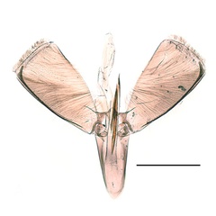 /filer/webapps/moths_gc/media/images/G/gloriosa_Caloptilia_GM_Kirichenko-et-al_2019_24.jpg