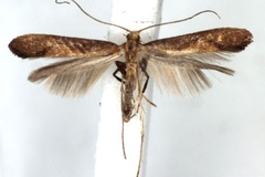 Caloptilia aurantiaca