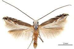 Epicephala breyniphaga