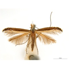 /filer/webapps/moths_gc/media/images/A/australis_Ornica_A48F_ANIC.jpg