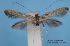Caloptilia ulmi
