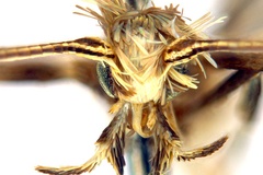 Diphtheroptila nix