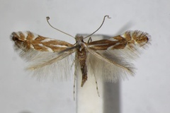 /filer/webapps/moths_gc/media/images/S/salictella_viminiella_Phyllonorycter_A_ZSM.jpg
