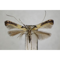 /filer/webapps/moths_gc/media/images/M/mongolicae_Caloptilia_PT_ZSM_2.jpg