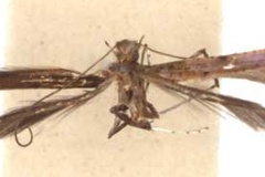 Caloptilia maynei