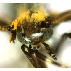 /filer/webapps/moths_gc/media/images/K/kuranda_Liocrobyla_HT_head1_ANIC.jpg