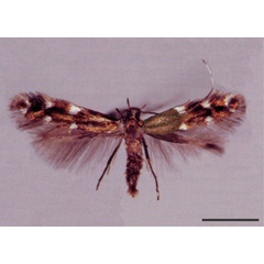 /filer/webapps/moths_gc/media/images/E/epidrimys_Prophyllocnistis_PT_USNM.jpg