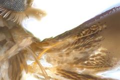 Diphtheroptila glochidia