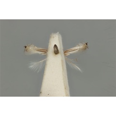 /filer/webapps/moths_gc/media/images/D/diplomochla_Phyllocnistis_ST_ANIC31-076544_ventral.jpg