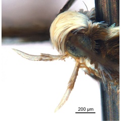/filer/webapps/moths_gc/media/images/M/melanoxyla_Parectopa_HT_head2_ANIC.jpg