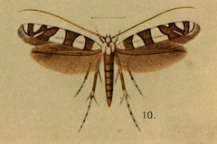 Cryptolectica bifasciata