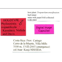 /filer/webapps/moths_gc/media/images/T/tropaeolicola_Phyllocnistis_HT_USNM_Label.jpg