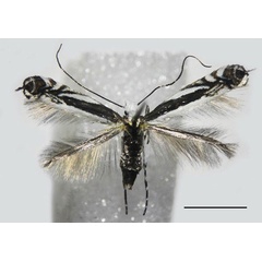 /filer/webapps/moths_gc/media/images/B/baranchikovi_Micrurapteryx_PT_NK-09-2_Kirichenko-et-al_2021_140.jpg