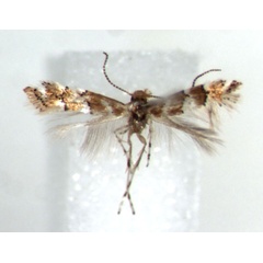 /filer/webapps/moths_gc/media/images/M/mwatawalai_Phyllonorycter_HT_RMCA.jpg