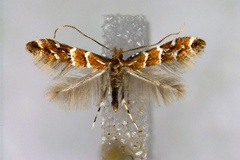 Cameraria ohridella