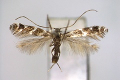 Leucospilapteryx anaphalidis