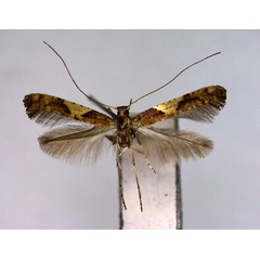 /filer/webapps/moths_gc/media/images/H/heringi_Caloptilia_PT_EIHU.jpg