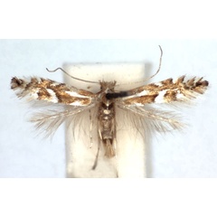 /filer/webapps/moths_gc/media/images/C/cerisolella_Phyllonorycter_A_WJDP.jpg