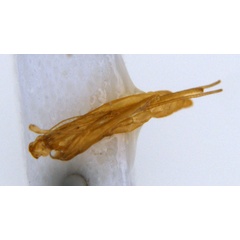 /filer/webapps/moths_gc/media/images/L/labyrinthica_Stomphastis_AF1_pupa_ANIC.jpg
