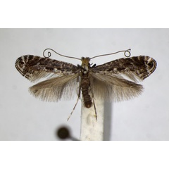 /filer/webapps/moths_gc/media/images/T/torquillella_Parornix_A_ZSM_4.jpg