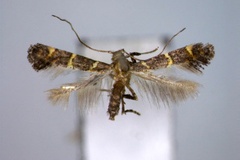 Ectropina raychaudhurii