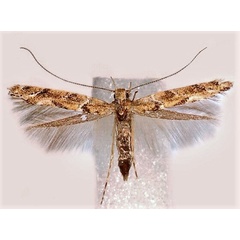 /filer/webapps/moths_gc/media/images/B/brongniardella_Acrocercops_A_Musolin-etal_2022_25.jpg