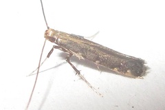 Phodoryctis caerulea