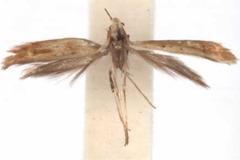 Caloptilia ptychospora