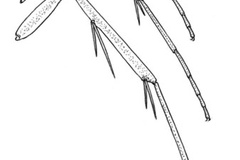 Adenogasteria leguminivora