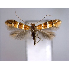 /filer/webapps/moths_gc/media/images/Z/zelkovae_Phyllonorycter_A_EIHU.jpg