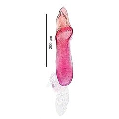 /filer/webapps/moths_gc/media/images/E/eumetalla_Polysoma_aedeagus_De-Prins-etal_2025_248.jpg