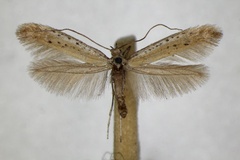 Aspilapteryx tringipennella