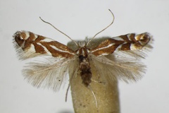 Phyllonorycter cerasicolella