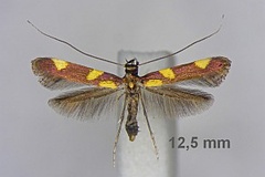 Caloptilia magnifica