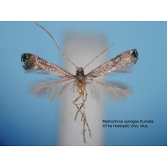 /filer/webapps/moths_gc/media/images/S/syringae_Metriochroa_HT_EIHU.jpg